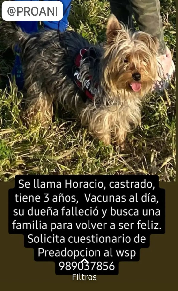 Horacio busca familia responsable, para hijo único, NO le gustan los gatos, NO para niños pequeños.

Es cariñoso y regalón.