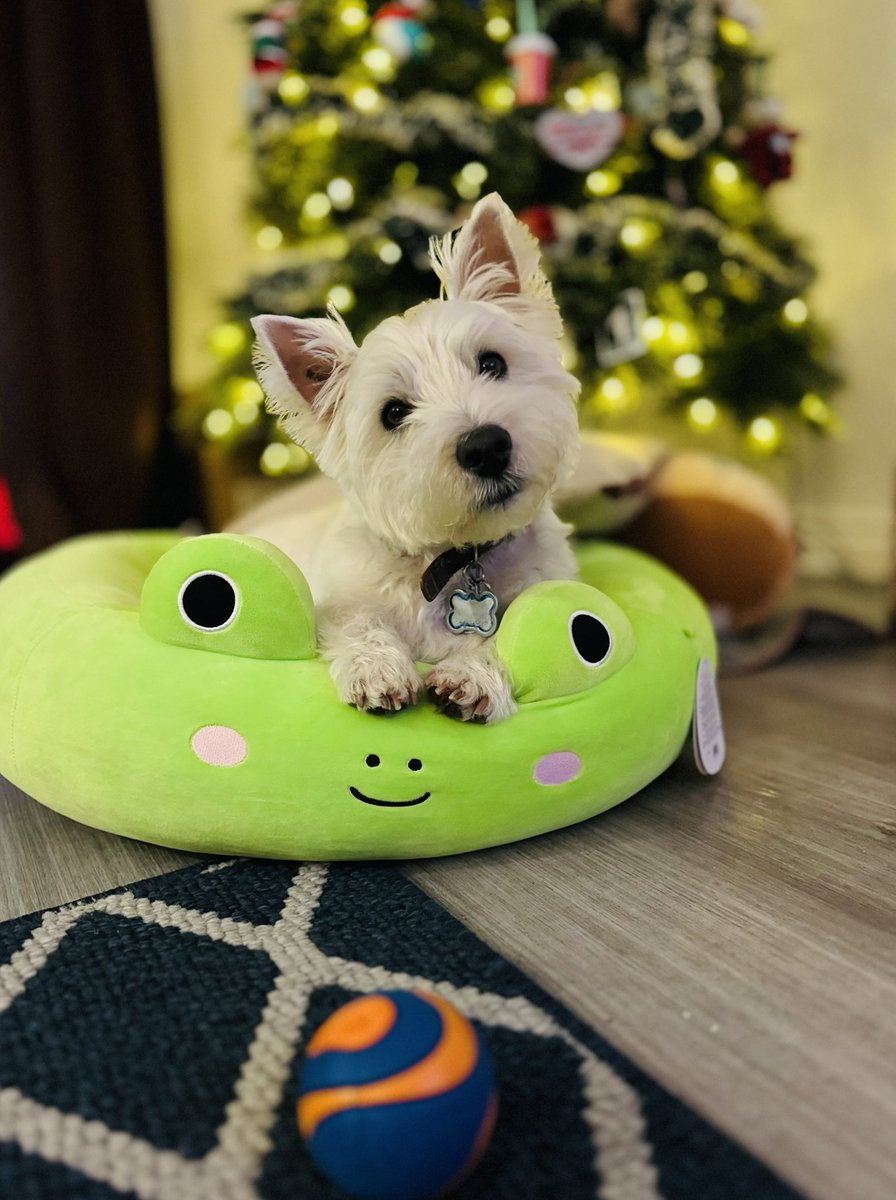 Iz listen to daddy’s story in my new bed. He tell weally good stories. 🐸 #dogsoftwitter #westie #rotyandfraser