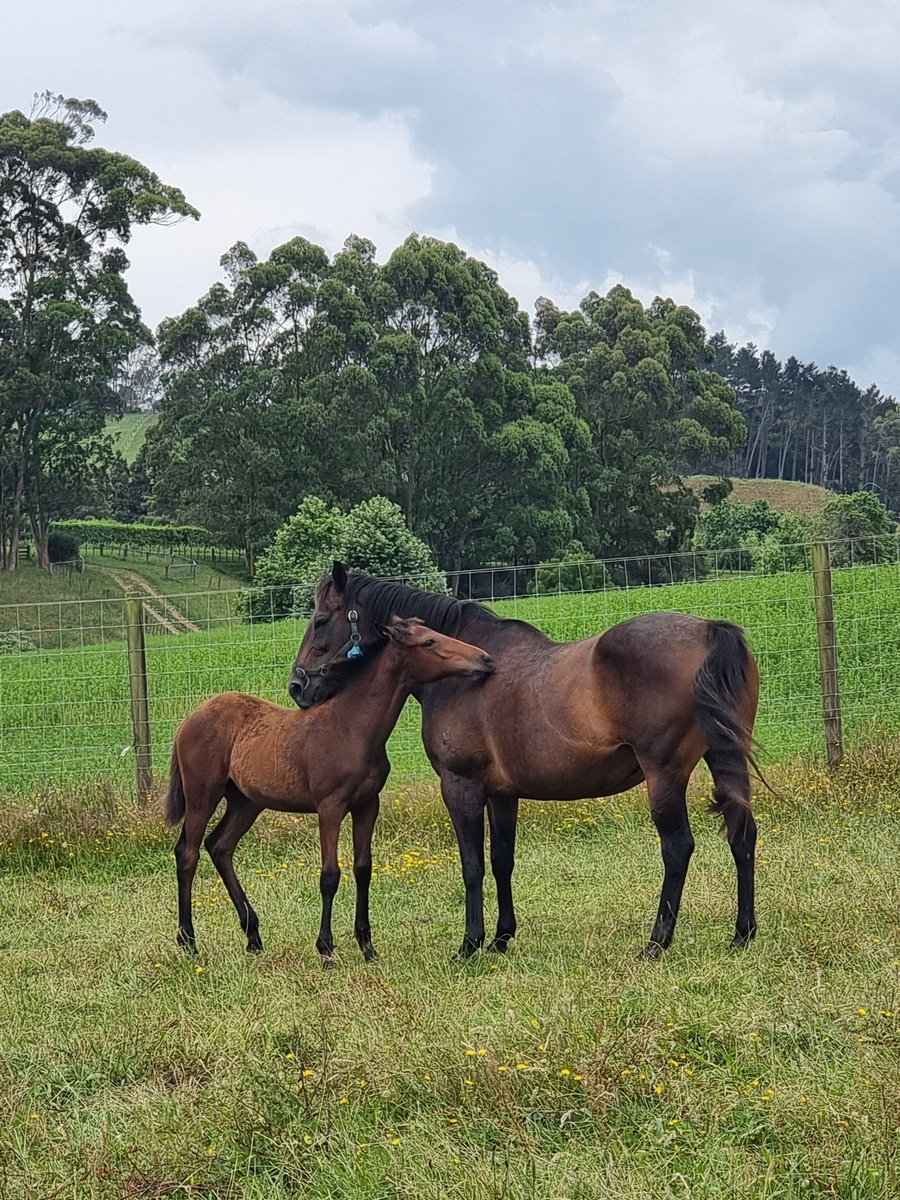 mrjcarternz's tweet photo. Here she is, Sav's Diva and her fully #ribchester @cambriaparkTB 
Great sky @vcarternz who was later drenched! 🫢 https://t.co/qlnYQMxvXb