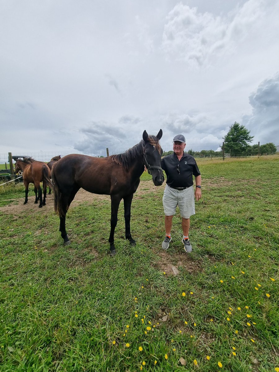 mrjcarternz's tweet photo. Also said gidday to Double Malt's colt  by #Zed
@cambriaparkTB 
#lovehorses
#thoroughbred
#loveracing https://t.co/jex49PwZ2P
