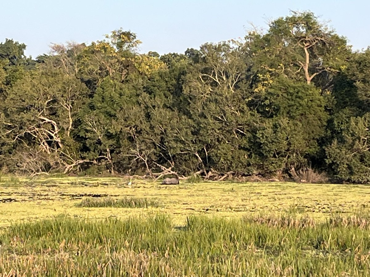 rahulsymby's tweet photo. Thrilled to sight a tiger in @DudhwaTR grassland on a elephant ride. A close encounter of elephant and tiger to reaffirm that tiger is always King of Jungle. Beautiful jungle @incredibleindia @DADwebinars @uptourismgov https://t.co/A6olkvV1Ii