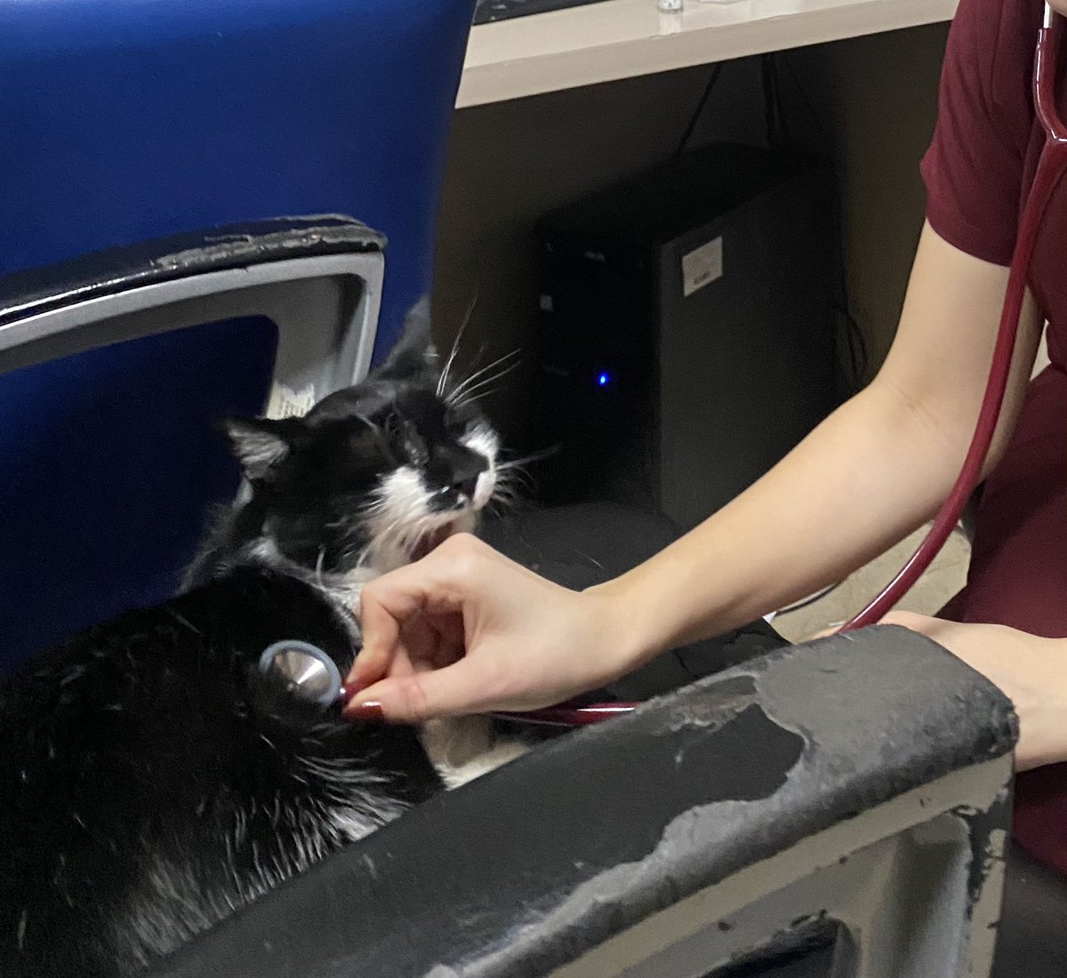 -hayvan bizi ısırır, bir şey falan yapar.
-hayvan ne hayvanı, aslan falan değil, kaplan falan değil…