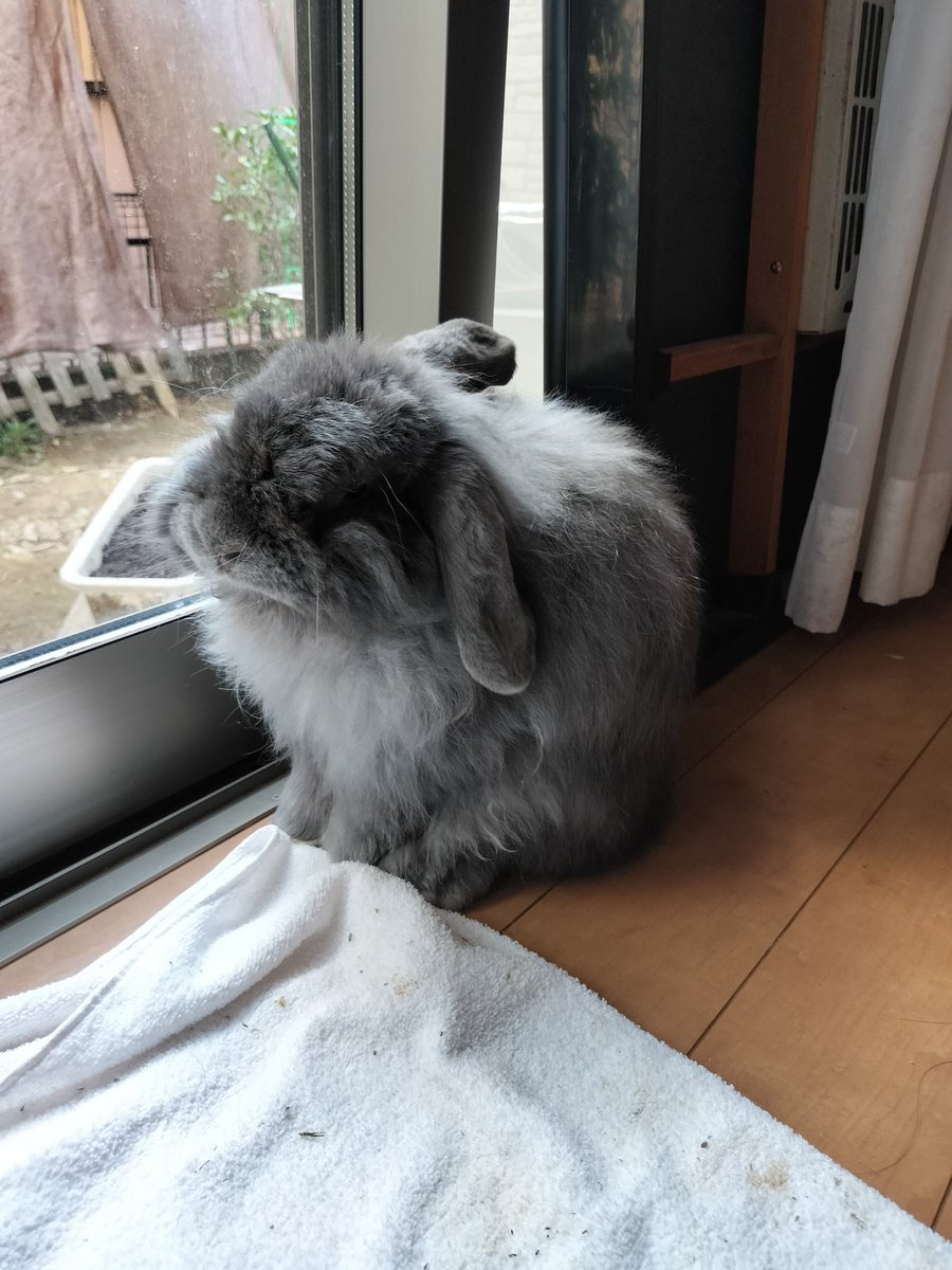 rinkingtime's tweet photo. うさぎ年が行っちゃうね〜。 https://t.co/gGN1MzLblp