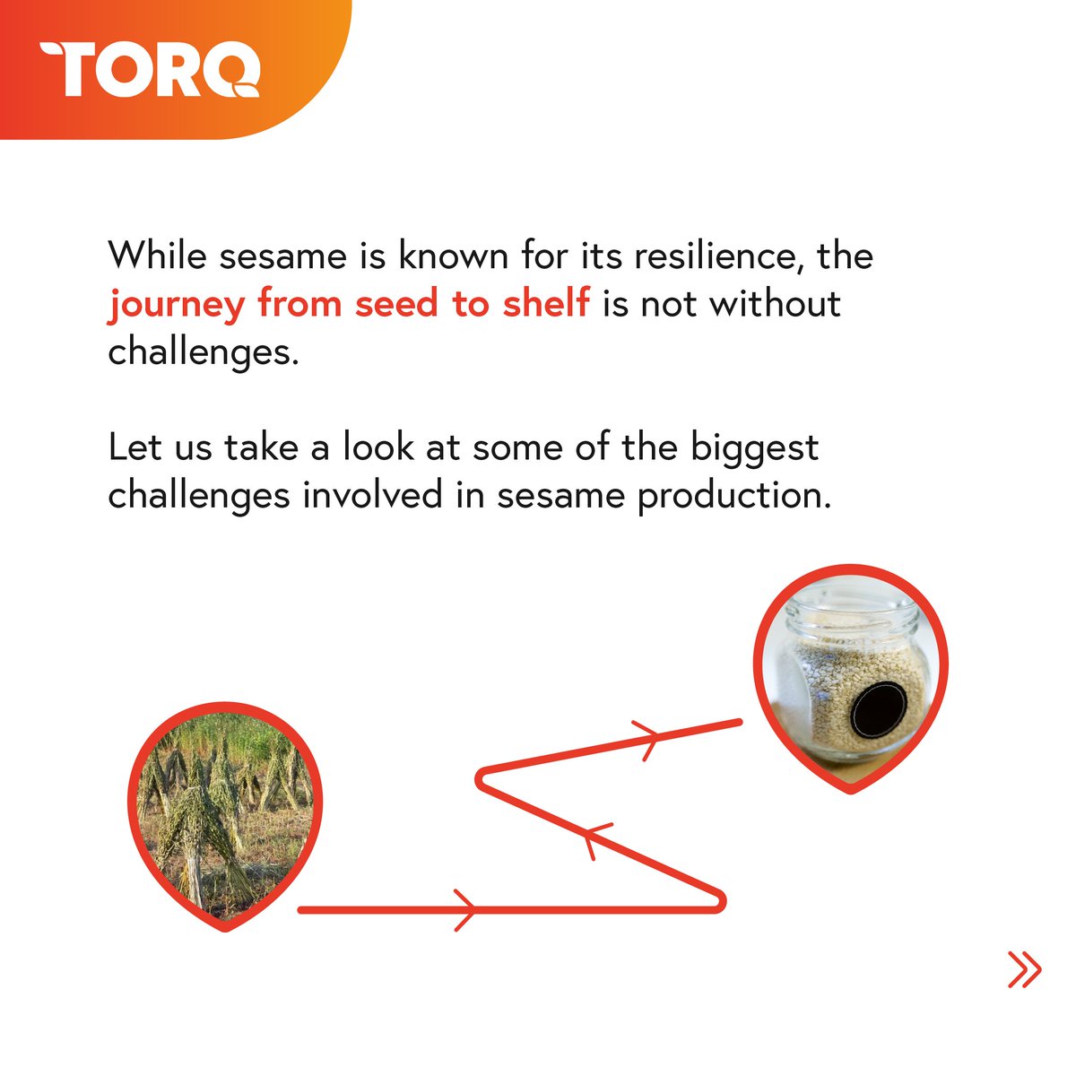 CommoditiesTorq's tweet photo. Wrapping up our #CommodityInFocus series on sesame seeds! Explore the challenges in sesame production and glimpse into the future of the sesame market with our illustrations below.
#Sesame #Agribusiness #TorqCommodities #agriculture #challenges
https://t.co/XBJ5odFYqL https://t.co/FGA9xfvi3T