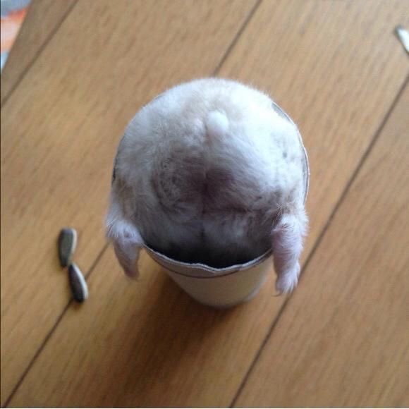 GabrielleOrlita's tweet photo. @HamillSkywalkr_ @MarkHamill Cheers!!! ๐ฅ๐bottoms up!!! Love to #MasterHamster!!!๐ซถ๐ฅฐ๐น@MarkHamill ๐๐ฅ๐ฅ๐ฅ๐#HAMSTERS_RULE ๐น๐น๐น๐๐ https://t.co/O9vJpqLeOQ