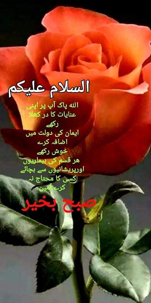 Mussarrat Malik (@malikji2024) on Twitter photo 
