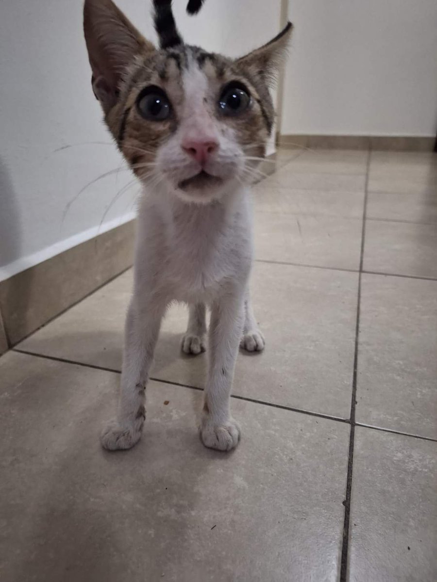 bnclzla's tweet photo. NECESITO CONSEGUIRLE TRÁNSITO O ADOPCIÓN URGENTE, ZONA EZEIZA Y ALREDEDORES, BIGOTES ES MUY CARIÑOSO, SOLO NECESITA AMOR
Si no lo adoptan tendré que matarme https://t.co/MlGjWDayIF