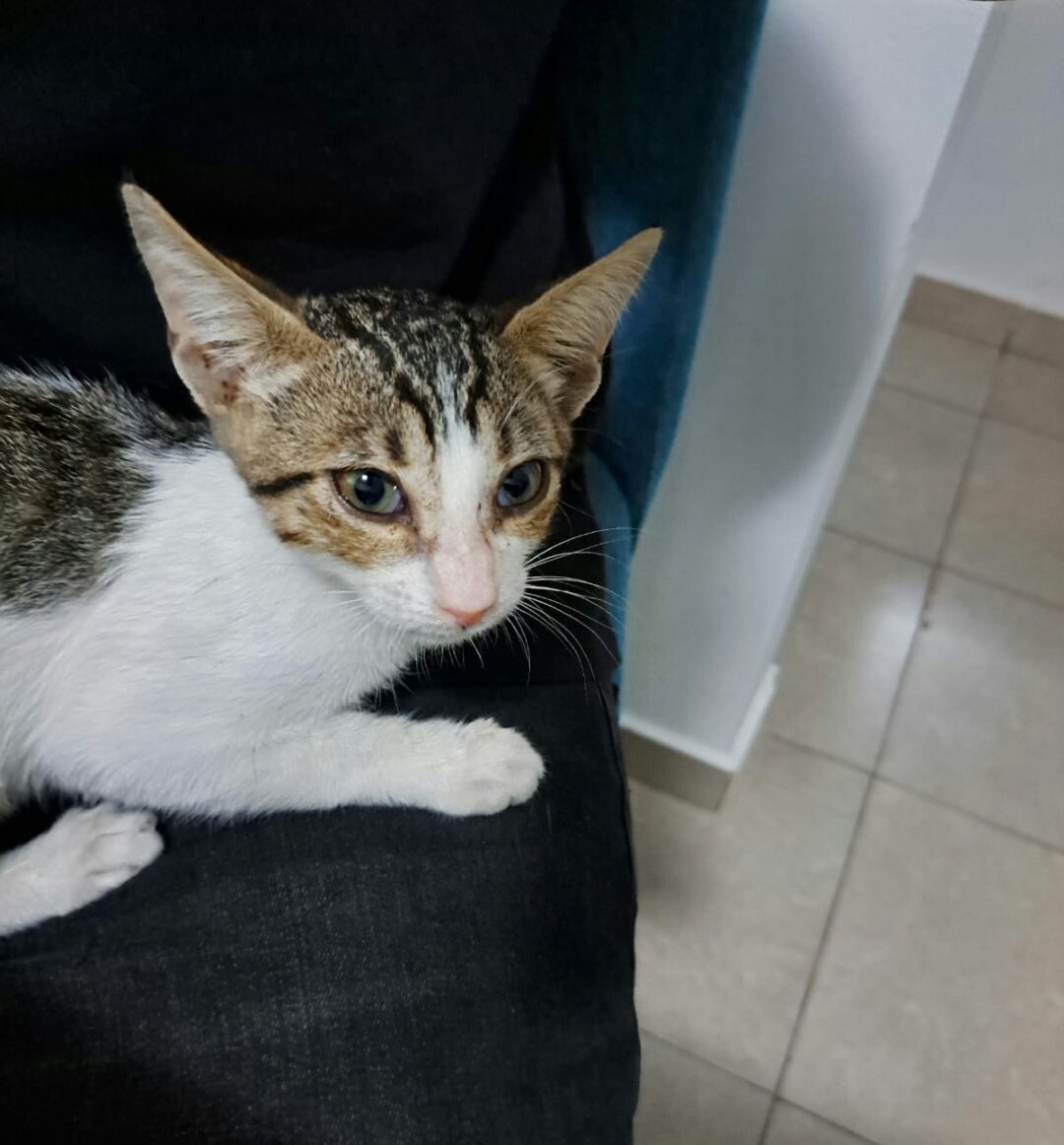 NECESITO CONSEGUIRLE TRÁNSITO O ADOPCIÓN URGENTE, ZONA EZEIZA Y ALREDEDORES, BIGOTES ES MUY CARIÑOSO, SOLO NECESITA AMOR
Si no lo adoptan tendré que matarme