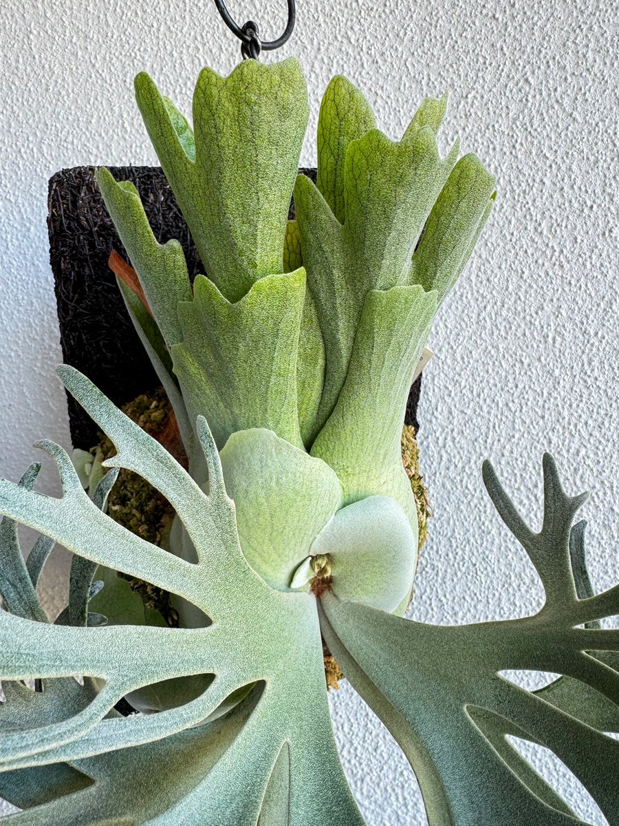 🦠P. willinckii 'Bacteria' sporeling🦠