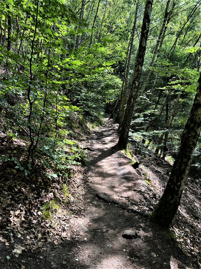 Greenisamissio1's tweet image. The last day of 2023, the journey of life continues and I wish my beloved and much appreciated fellow inhabitants of planet Earth a wonderful good morning and a blessed day full of joy and peace. May God bless you, stay kind and healthy.❤️💙💚🌿🌱☘️🌲🌳🍀💚