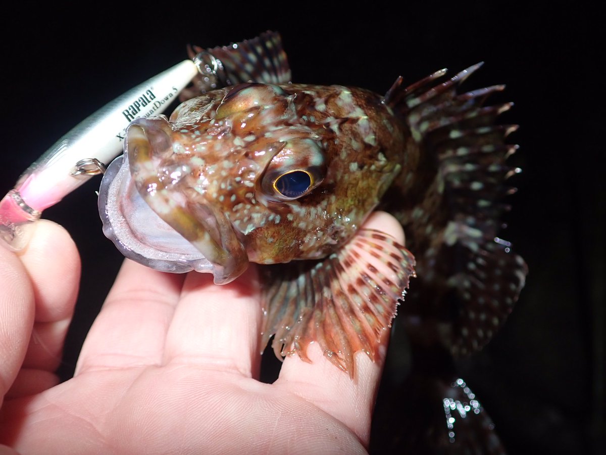 8DDPLPd09dGG31k's tweet photo. 12月28日
メバリング^_^
カサゴッチ5匹、
うち3匹プラグにガツンでした^_^
#RAPALA
#ラパラ
#ラパラジャパン
#ラパラPR
#エックスラップCD5
#ウルトラライトミノー4
#RAPLINEPE
#ラッププレミアムショックリーダー
#メバル
#メバリング
#プラッキングメバル
#カサゴ
#ライトゲーム
#釣り
#越前海岸 https://t.co/8rXpvMQzkg