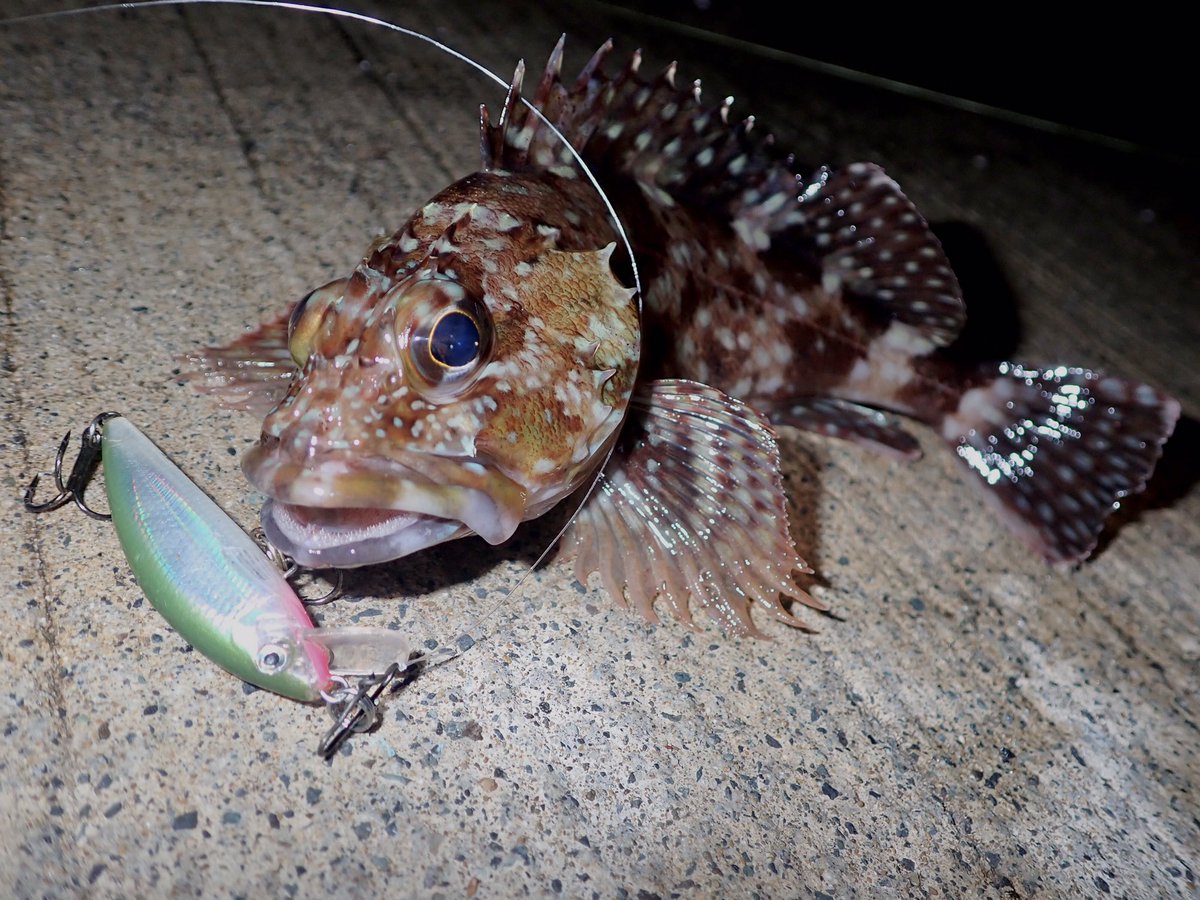 8DDPLPd09dGG31k's tweet photo. 12月28日
メバリング^_^
カサゴッチ5匹、
うち3匹プラグにガツンでした^_^
#RAPALA
#ラパラ
#ラパラジャパン
#ラパラPR
#エックスラップCD5
#ウルトラライトミノー4
#RAPLINEPE
#ラッププレミアムショックリーダー
#メバル
#メバリング
#プラッキングメバル
#カサゴ
#ライトゲーム
#釣り
#越前海岸 https://t.co/8rXpvMQzkg