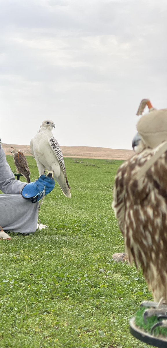 مشعل tweet media