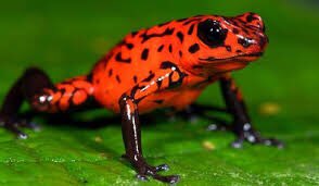 Evan_Marcroft's tweet photo. Why did this have to be poisonous 

What’s the point https://t.co/BSu9OHn6HE