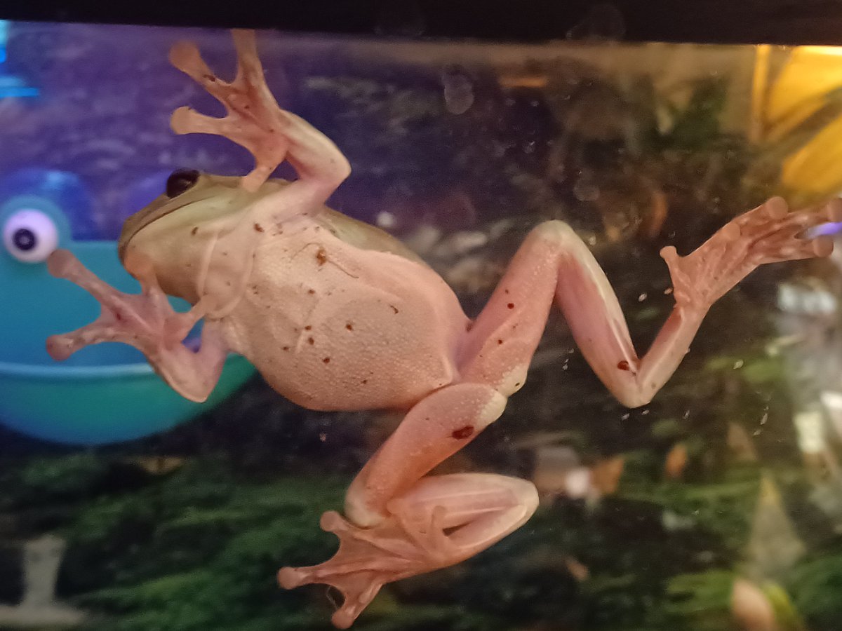 stormmom5's tweet photo. Here's your evening dose of FROG! #whitestreefrog #frogs https://t.co/Wzm2x8ZNNv