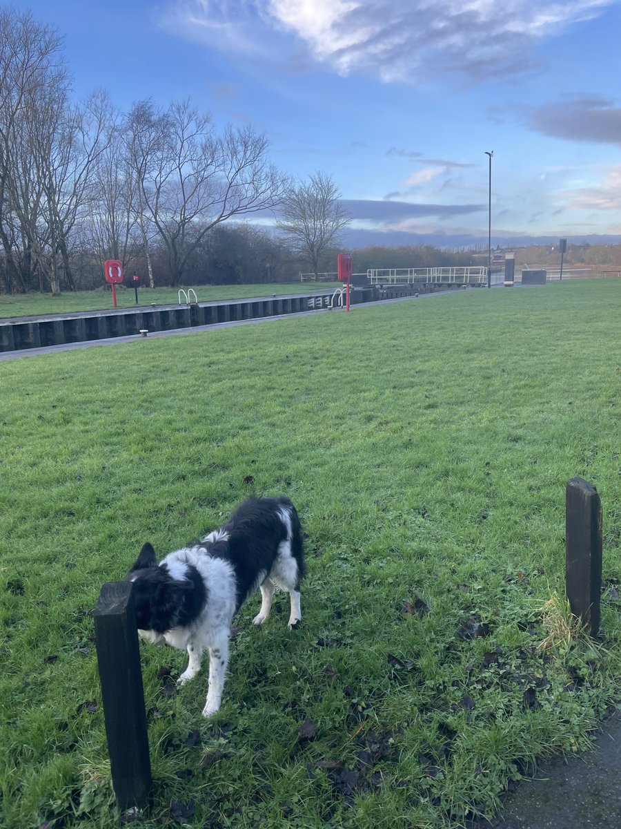 ⁦@CanalRiverTrust⁩    ⁦@BCTGB⁩   Quiet at Mexborough bottom lock no rain at the moment. Jesse likes it here