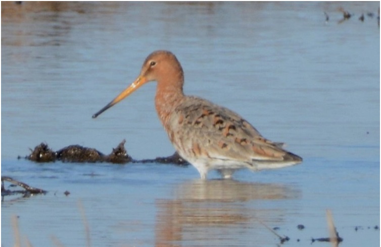 We've had an exciting year this year with lots of great wildlife around. Here is a quick review of some of the top sightings as written by Rachel, one of our wonderful blog volunteers. community.rspb.org.uk/placestovisit/… Let's see what 2024 brings! Any requests?