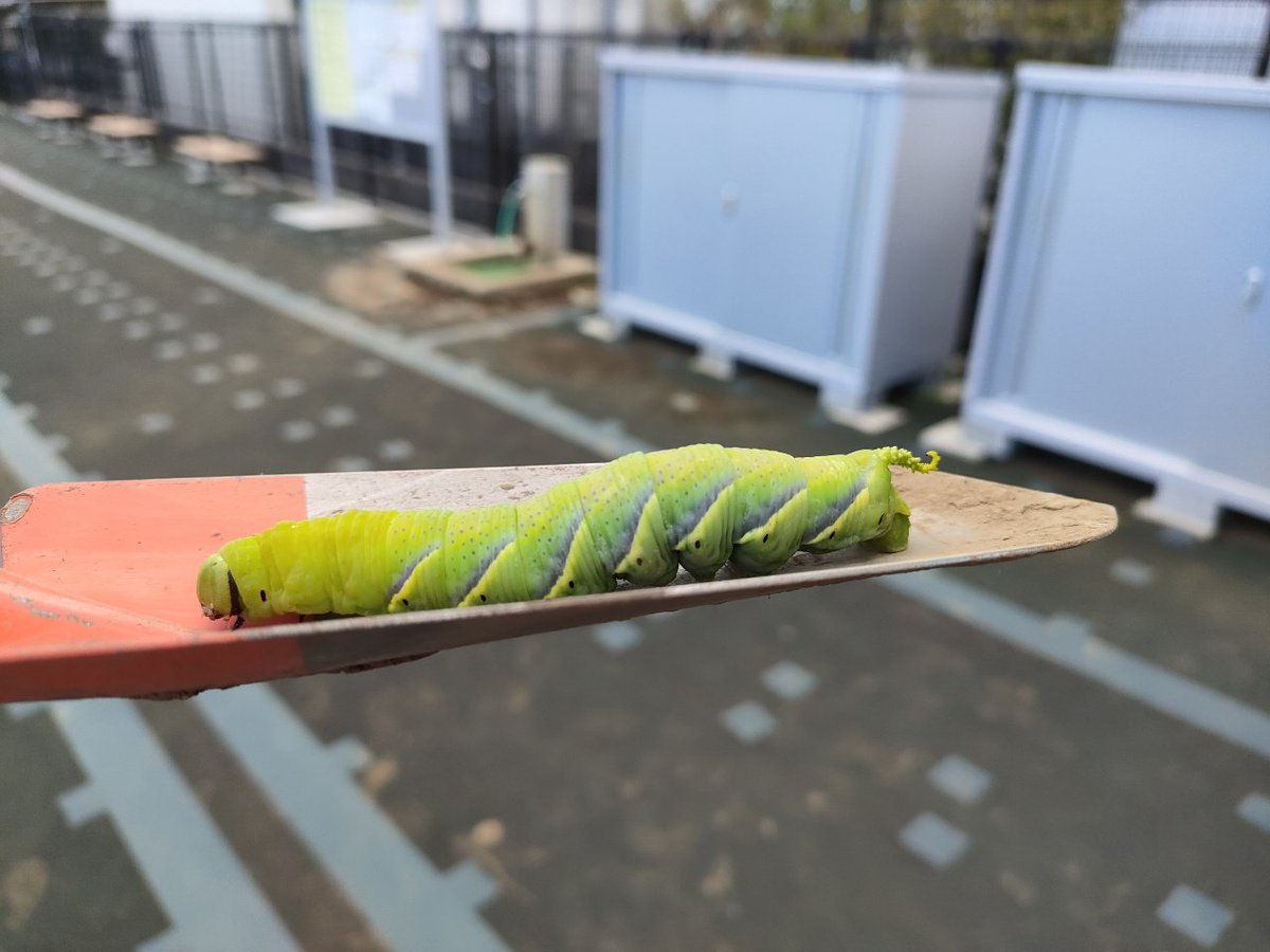 entosen's tweet photo. もう先月なんですけど、畑にでっかいイモムシがいたんですよー。
これなんですか？お尻にトゲがあるからスズメガ？
#自然観察 #スズメガ #イモムシ https://t.co/uMFsaqaVml