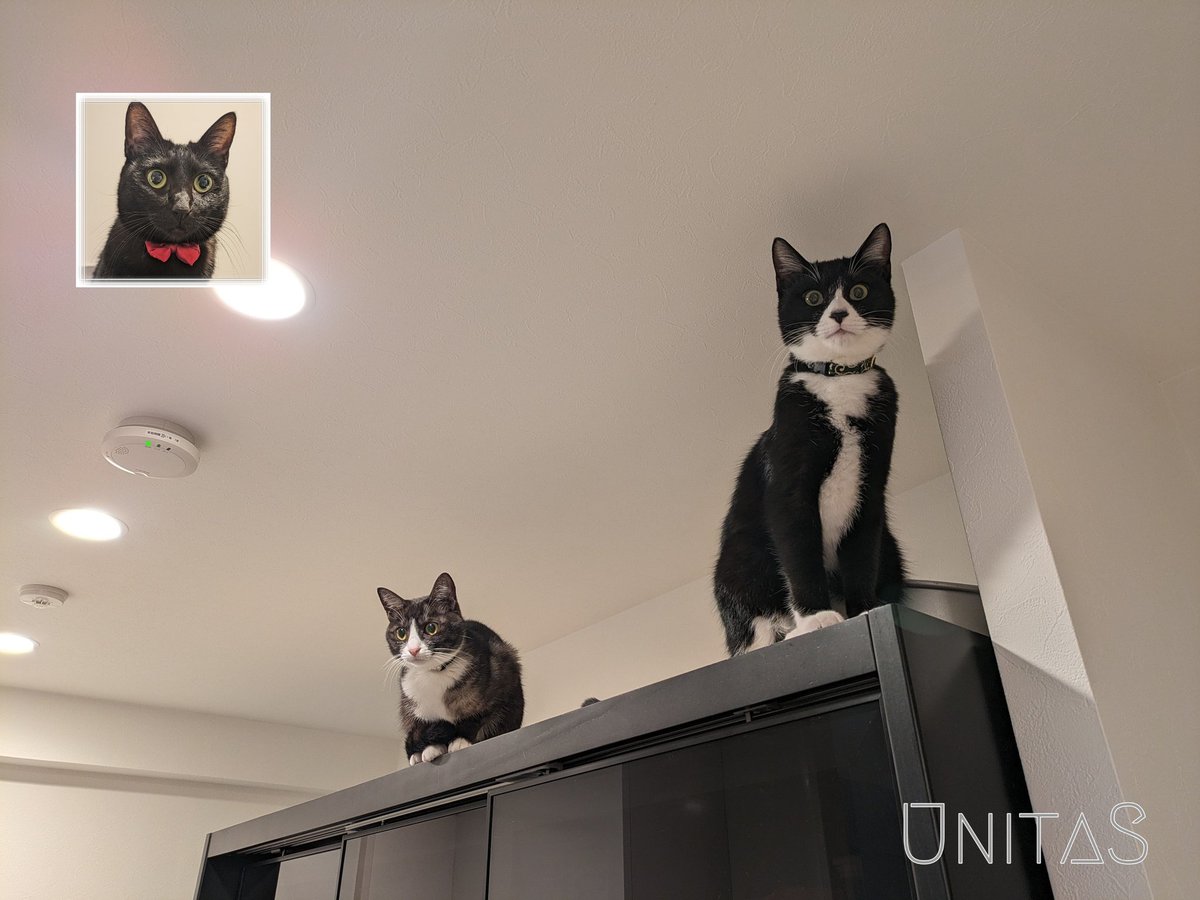 uni03282022's tweet image. 2023年も残すところあと僅かですね🐈‍⬛
今年のわが家は5月にむぅ太を迎え、猫たちからの癒やしパワーが大幅アップな1年になりました✨
来年もボチボチ続けていきますので、時々見てくださるととても喜びます🙇
それでは皆様(皆猫様)良いお年を❗
#猫のいる暮らし #unitas
