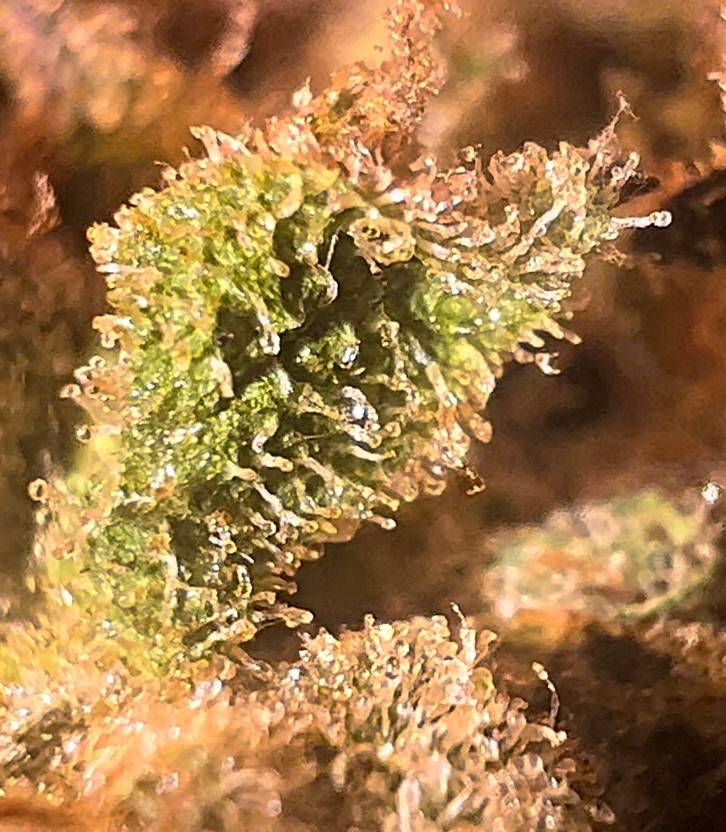 CJWILLDOIT_'s tweet photo. Very nice very nice Biscotti Pancakes Hand selected indoor flower from the homie Jlittys ⛽️‼️😮‍💨 #jlittys #biscottipancakes #faded #bag #indoorflower #cannafam #stonersquad https://t.co/IAJpBrqsXL
