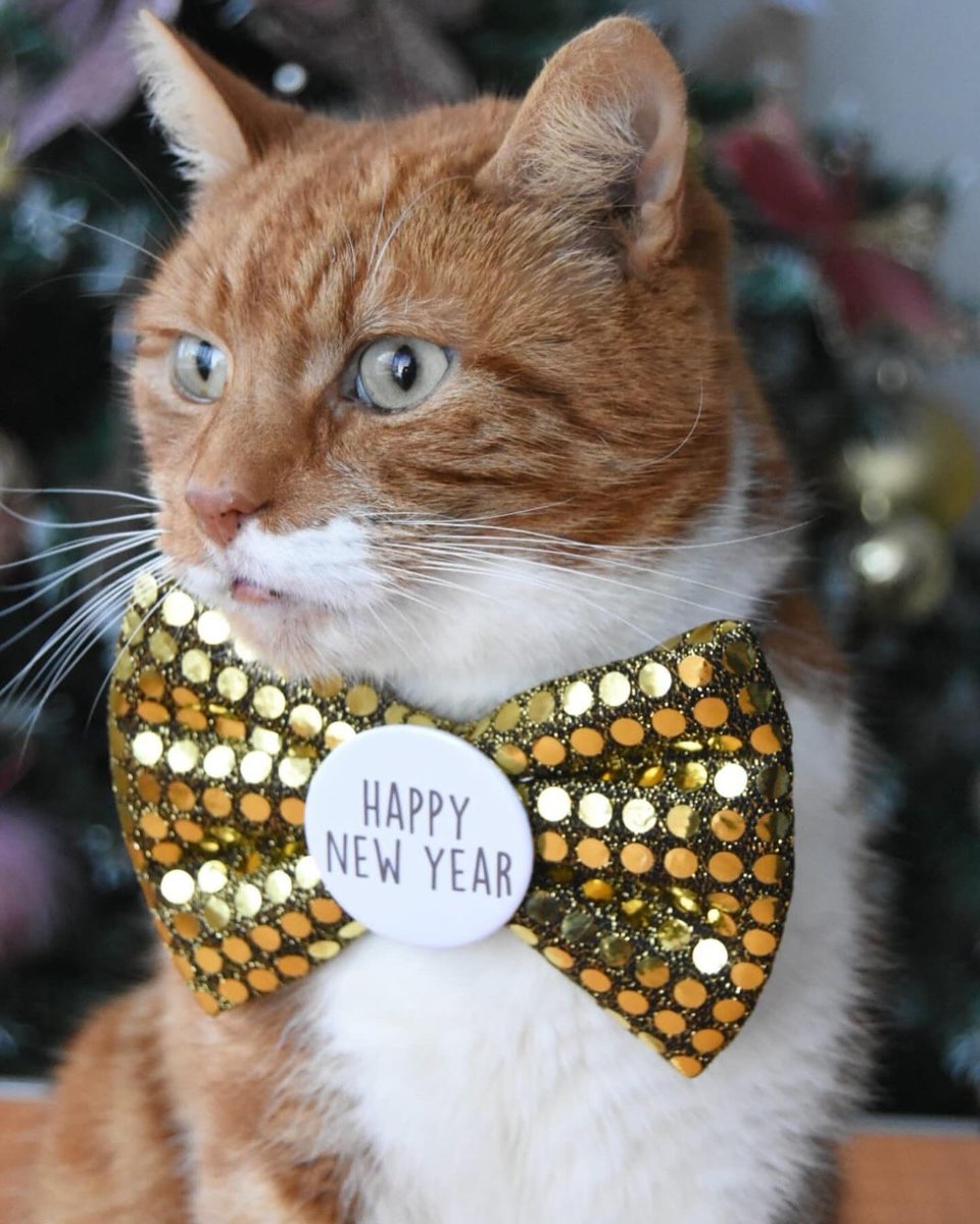 Happy New Year’s Eve I’m ready to pawty 🥳 Who is with me? #CatsOfTwitter #NewYearEve #NewYear2024