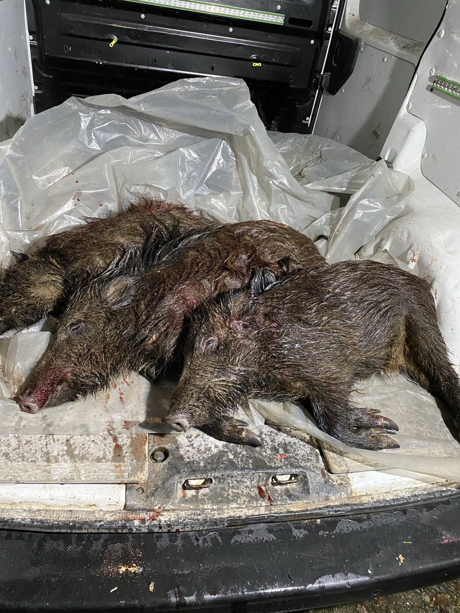 Une bonne et heureuse année à mes amis les chasseurs.   Préparation faite sauce grand veneur, poivre vert