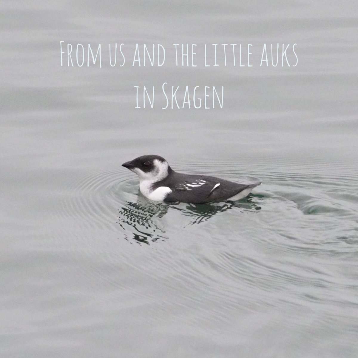 #HappyNewYear to all of you!🤍
Thank you for all of your support during the year! We are looking forward to sharing our experiences with you in 2024! ✨ 
#nofireworks #littleauk