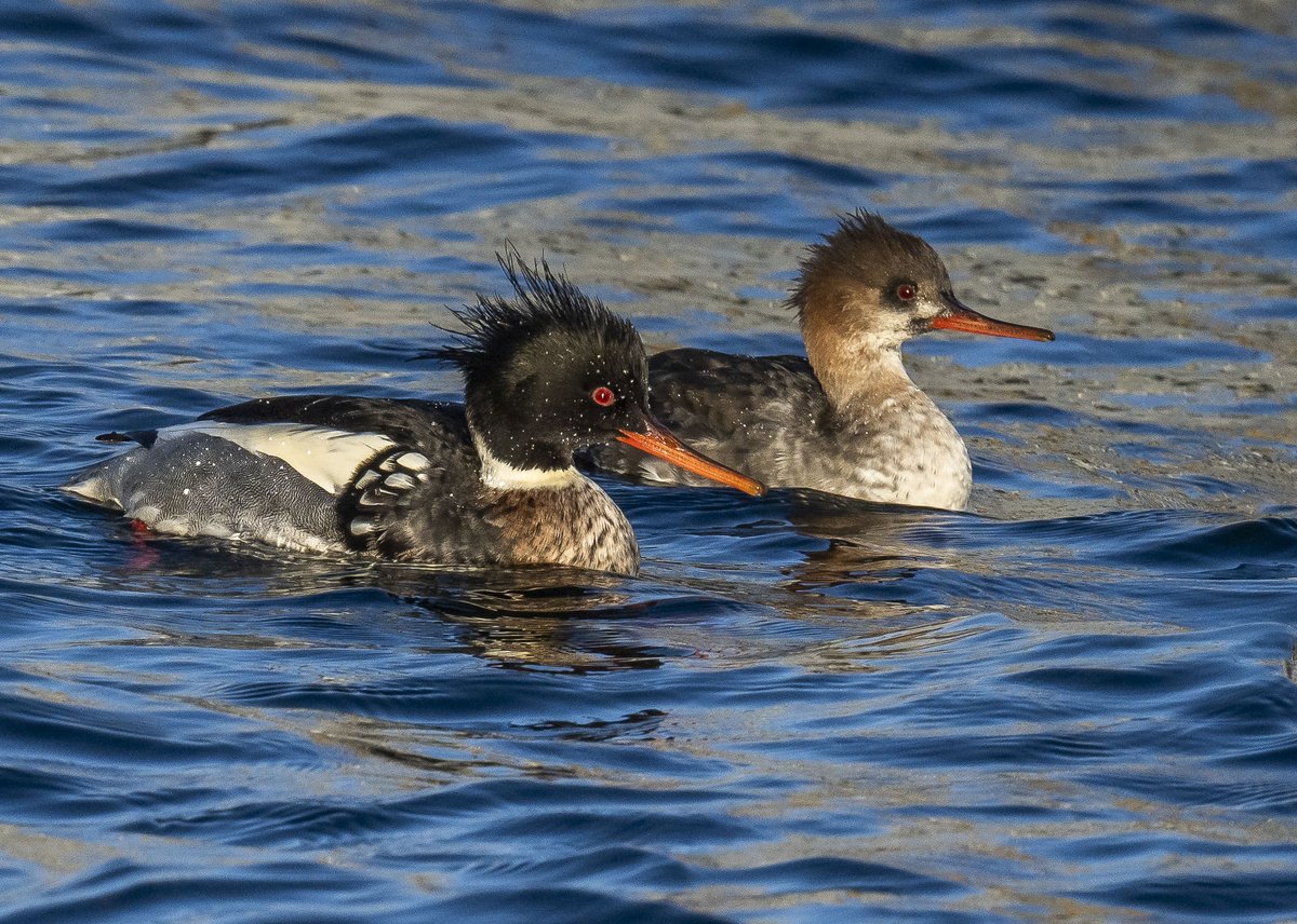 Mr &amp; Mrs RBM. Hartlepool marina 29.12.23. <a href="/teesbirds1/">teesbirds</a>  <a href="/nybirdnews/">NorthYorksBirdNews</a> <a href="/yorkshirewild/">Steve Farley</a>