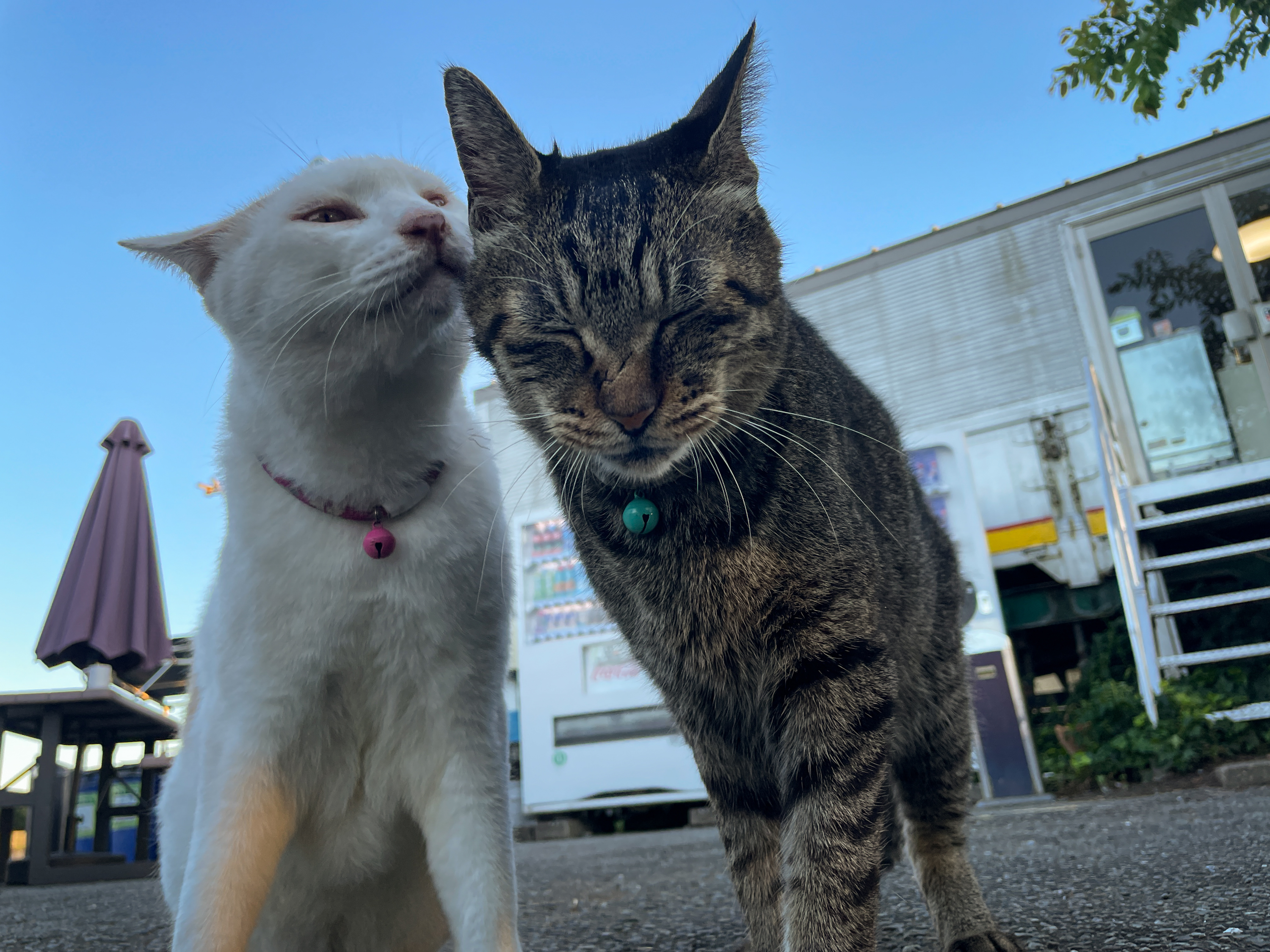 桶川猫（お休み中） (@oslcats) / X