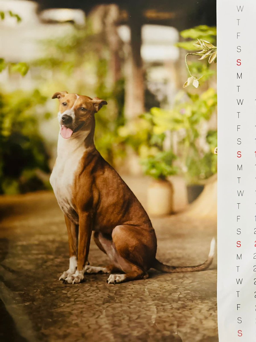 The gorgeous Annual Calendars from @WSDIndia are here - and they feature the most wonderful dogs and cats waiting for their forever homes ❤️ You can contribute by ordering these beautiful calendars, and by supporting the work @wsd does: wsdindia.org