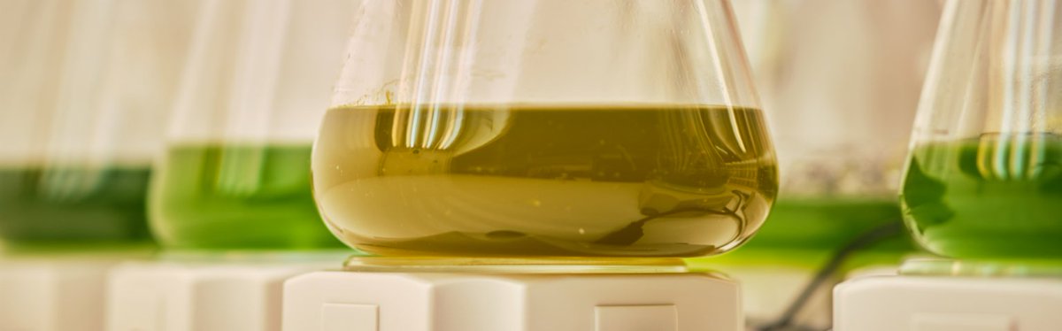 ClaireSale's tweet photo. #KAUSTresearch Breakthrough: Genetically modified #algae in #wastewater cleans water & produces #patchoulol, a luxury perfume ingredient. Project by @kylelauersen & @EnvMicroSafety shows sustainable & high-value production in #saudiarabia
More: https://t.co/aefIcnrNEA https://t.co/QAa4cNp6X7