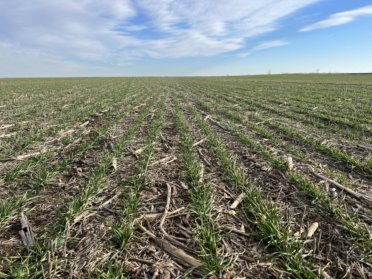 🎇🌱 Last field visit for 2023. A year full of challenges,l due to drought ☀️ conditions in SE 🇷🇴. Crop 23/24 started significantly better with good autumn 🌧️ and high temperatures means the plants still developing.
We are positive for a better year to come🙏🏽
Happy New Year 🎇🍾