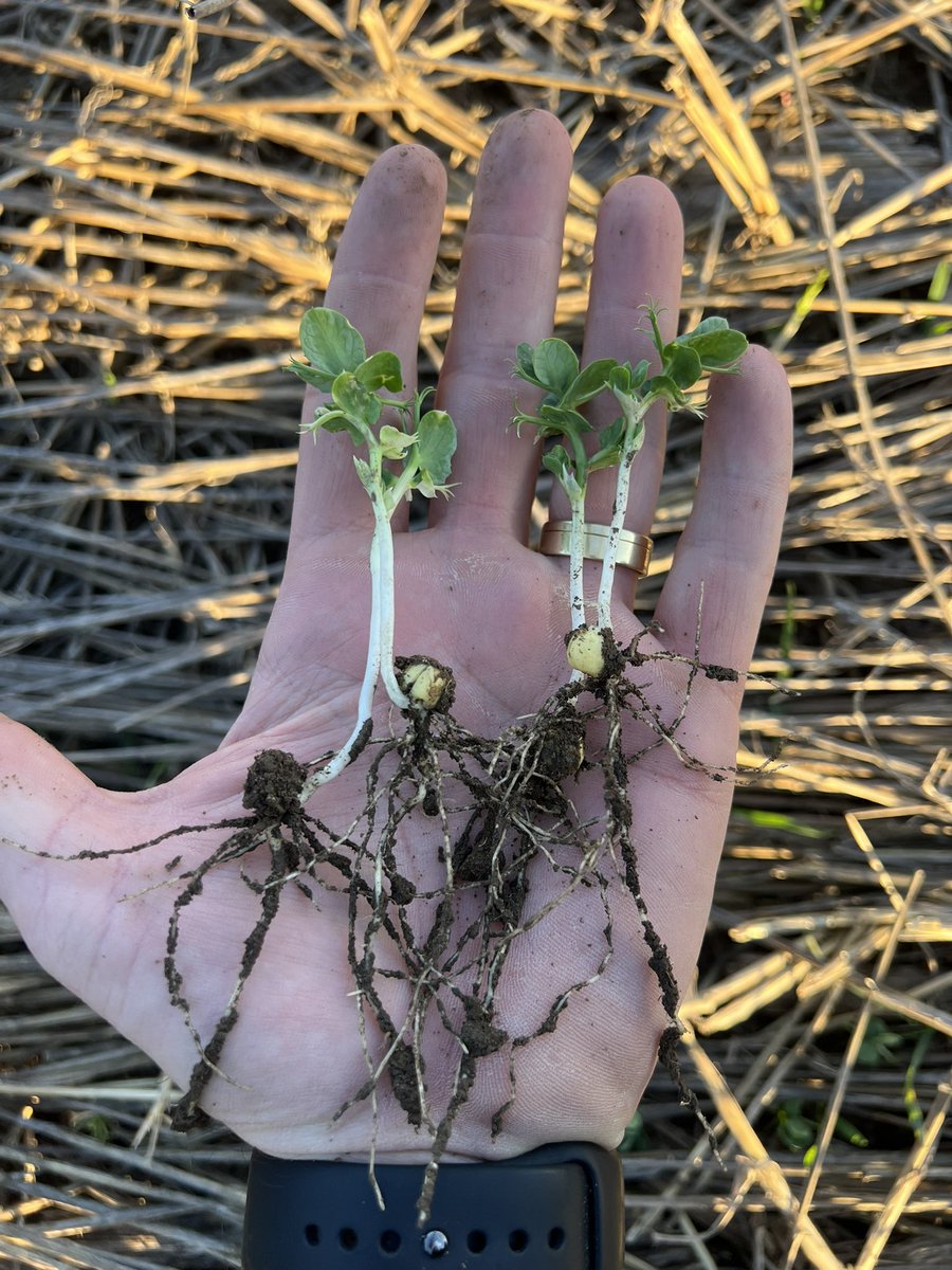 Hans D Poulsen tweet media