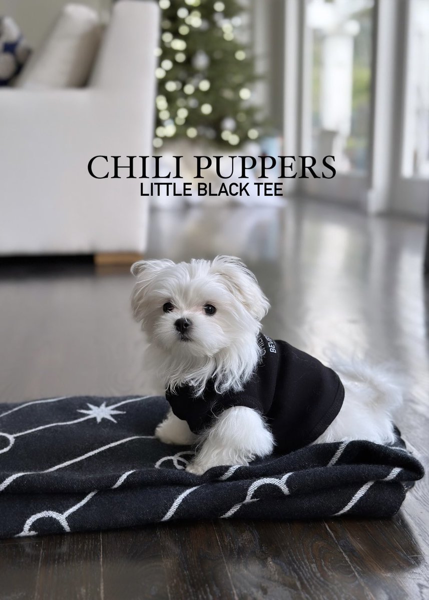 CPupBevHills's tweet photo. Only the softest Chili Puppers Little Black Tee for the softest little pup, Harper🖤

Discover Chili Puppers Dog Luxury Collection
https://t.co/V3V6N5x599

#happydog #styleinspo https://t.co/nLDcJzUXr3