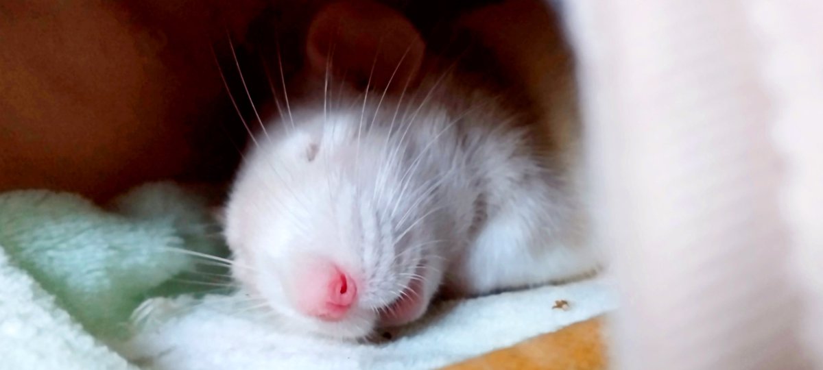 fancy_rat__'s tweet photo. 掃除しようと思ったけど
爆睡してるから
おあずけくらってる飼い主w
起きたら掃除するからね〜🧹

 #ファンシーラット  #どぶねずみ https://t.co/YMgUXFUxrs