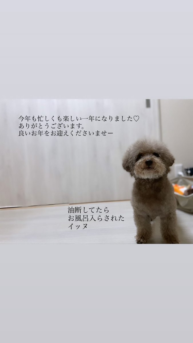 naocox2's tweet photo. あぁ…もう31日！？

ほんまに早すぎる！笑笑

来年も笑って楽しく過ごせますように♡

みなさま良いお年をお迎えください！

#jyll
#トイプードル
#デカプー
#絶賛犬洗い週間
#全国のワンちゃんお風呂おつかれさま https://t.co/pni8BxuV6P