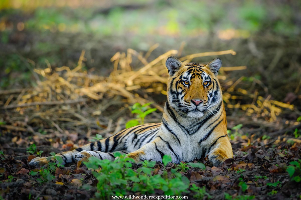 Debashis_WWE's tweet photo. Waiting patiently to turn the last page of the chapter and move to the next. Every year we make a resolution to change ourself. This year, let's make a resolution to be ourself.

Happy New Year!

Photo made with our last batch of this year at #KanhaNationalPark.

#newyearseve2024 https://t.co/lWyihh50l6