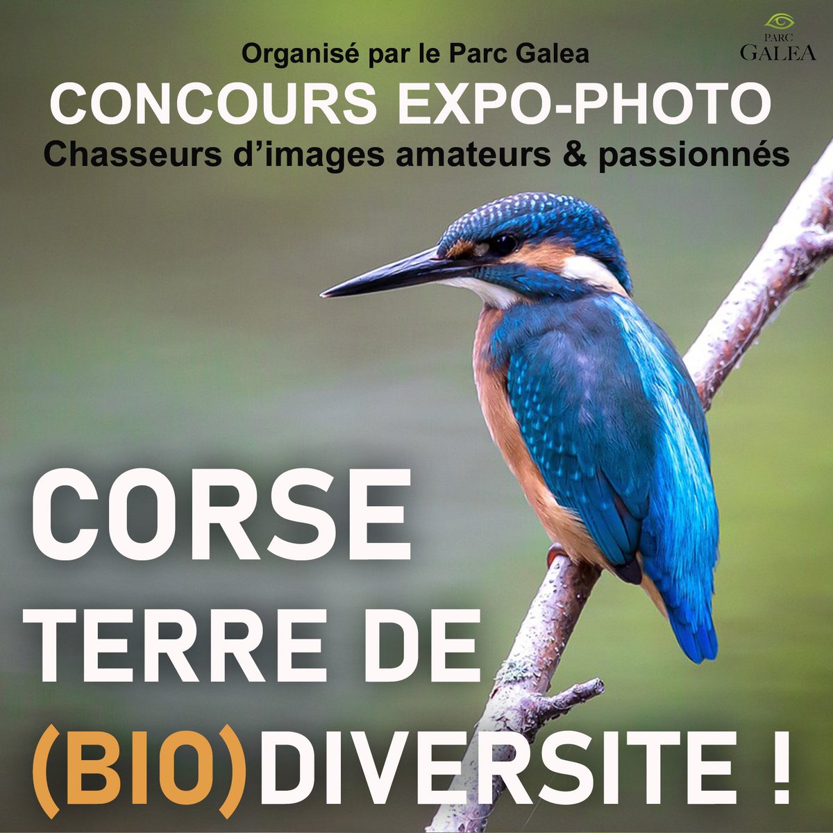 Le Parc Galea lance un grand concours expo-photo ouvert aux amateurs et passionnés sur le thème "Corse, terre de (bio)diversité". Vous avez jusqu'au 15 fevrier 2024 pour y participer. 
Infos : parcgalea.com
#parcgalea #corse #biodiversité #concoursphoto
