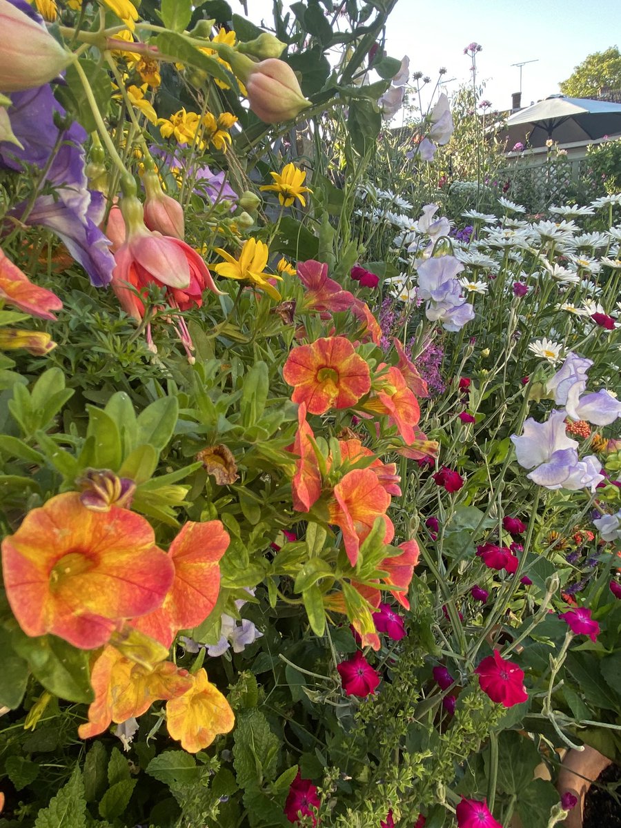 desclarkonline's tweet photo. Morning all, and happy New Year’s Eve, I’m posting one of my favourite photos from the garden year, let’s hope our 2024 will be just as bright and beautiful.
Take care my friends #GardeningX #GardeningTwitter https://t.co/K2xah8cKU0
