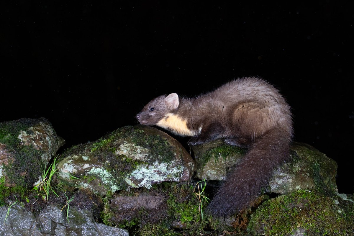TringaCottage's tweet photo. Spending the New Year in Scotland and I managed to see my first ever Pine Martin last night……wow https://t.co/Mijm21mVq7