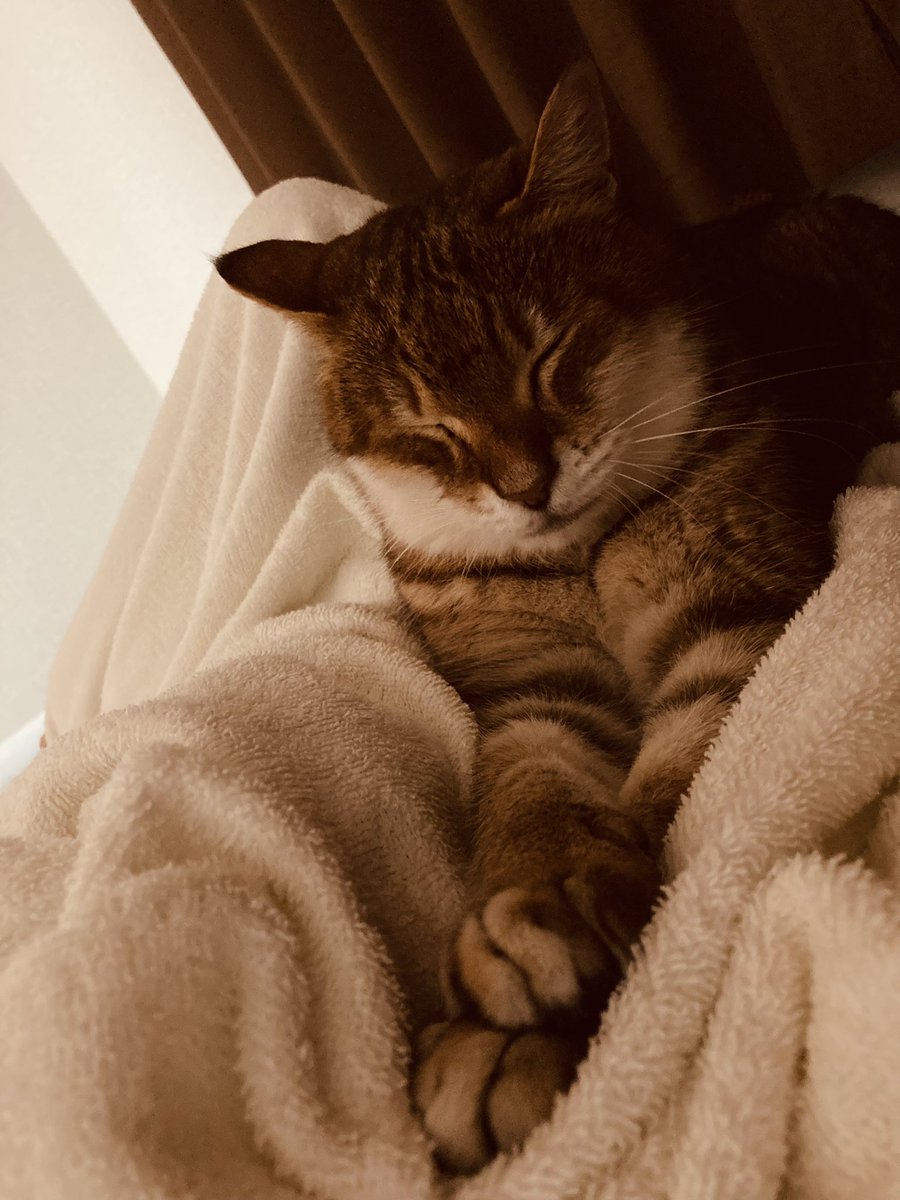 Ux1Cat's tweet photo. よいお年をお迎え��ださい https://t.co/B0aoXRRWoa