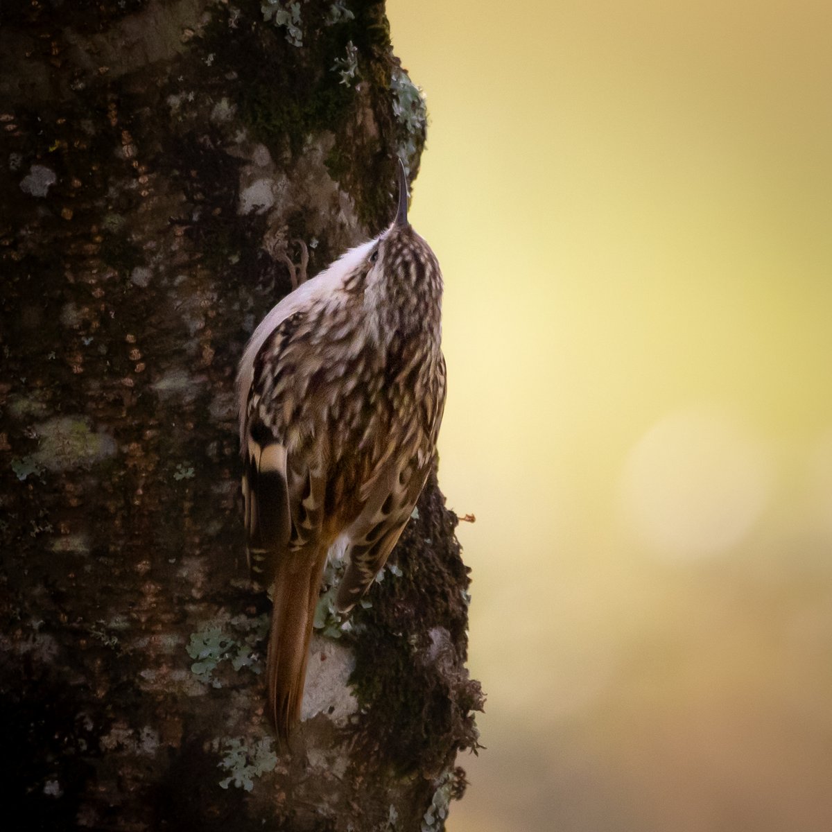 Good morning all. I'm rounding the year off with a little Treecreeper. Once again, I would like to thank everyone for their support during 2023 and wish you all a happy, safe and prosperous New Year. #TwitterNatureCommunity #NaturePhotography #nature #naturelovers