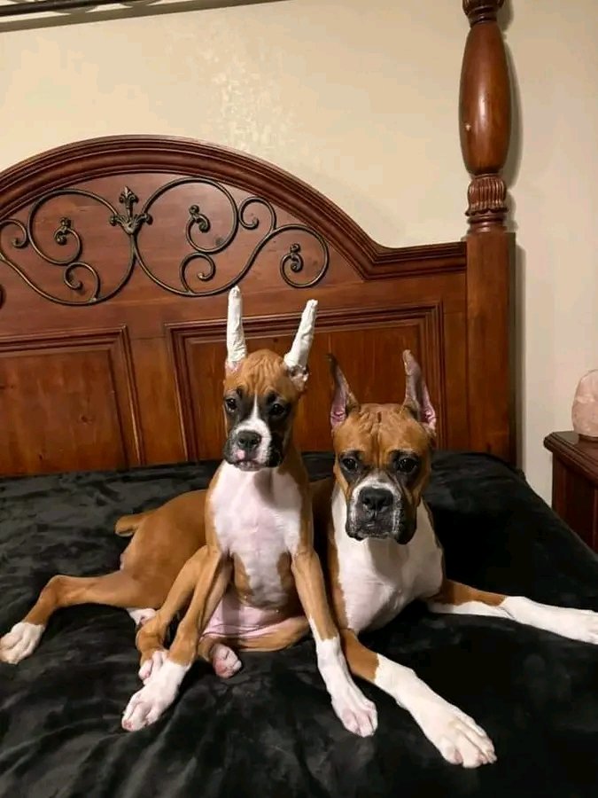 Boxer Heaven tweet media