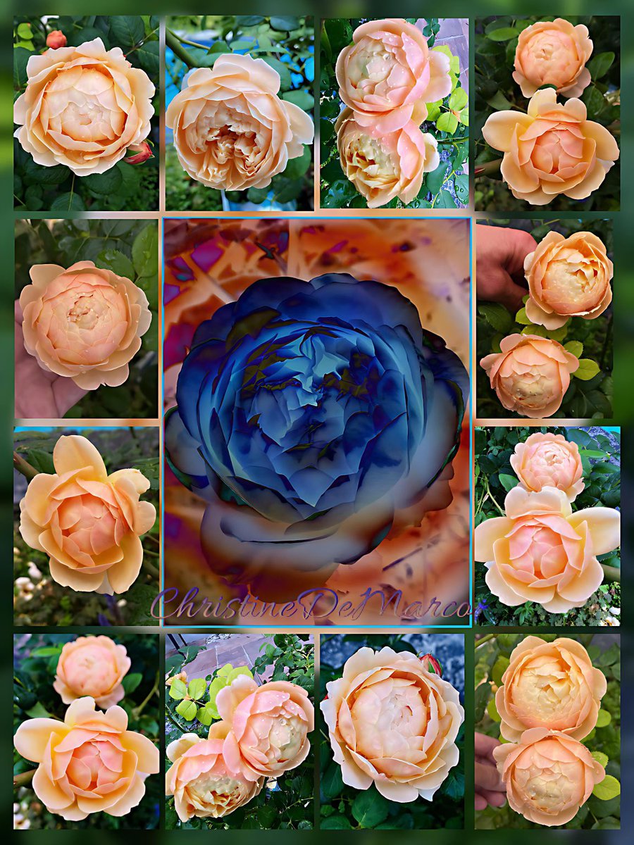 Sharing last #RoseADay #Roses of 2023 #HappyNewYear2024 to all followers & those I follow. Apricot & Yellow roses are #CharlesDarwin #SundayYellow A BIG Thank-you to all who have supported, liked, retweeted, shared & commented From The Bottom of My Heart🎶 #MyGarden #GardeningX