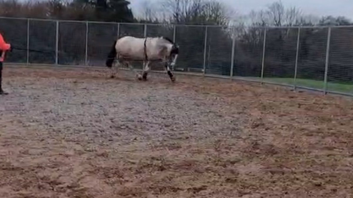 Tess was a good girl yesterday morning when she did some Pessoa work in the lunge pen in the rain. Remedy was turned out in the turnout pen and was throwing himself about but despite that Tess really held it together.