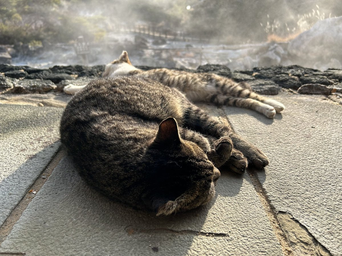 Ichiro TANAKA (田中一郎) tweet media