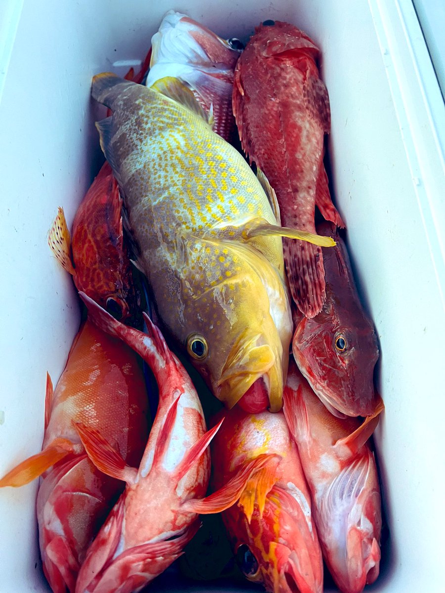 今年最後の釣りは🎣海で根魚釣り🐟　孫2人がオフデビューだったので酔わないか　飽きないか　無事釣れるか　いろいろ心配でしたが😅　一日酔わず　飽きず　ポツポツ釣れて🎣　帰りにはまた釣り行きたいと嬉しい事ですね〜👍将来は立派な釣り人であって欲しいですね🙏