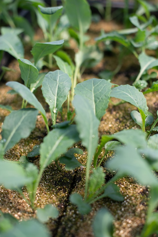 🥬 Kale, the powerhouse green! Packed with vitamins, minerals, and antioxidants, it's a nutrient-dense addition to salads, smoothies, and more. #KalePower #SuperfoodGreen #NutrientDense #HealthyChoices #GreenGoodness