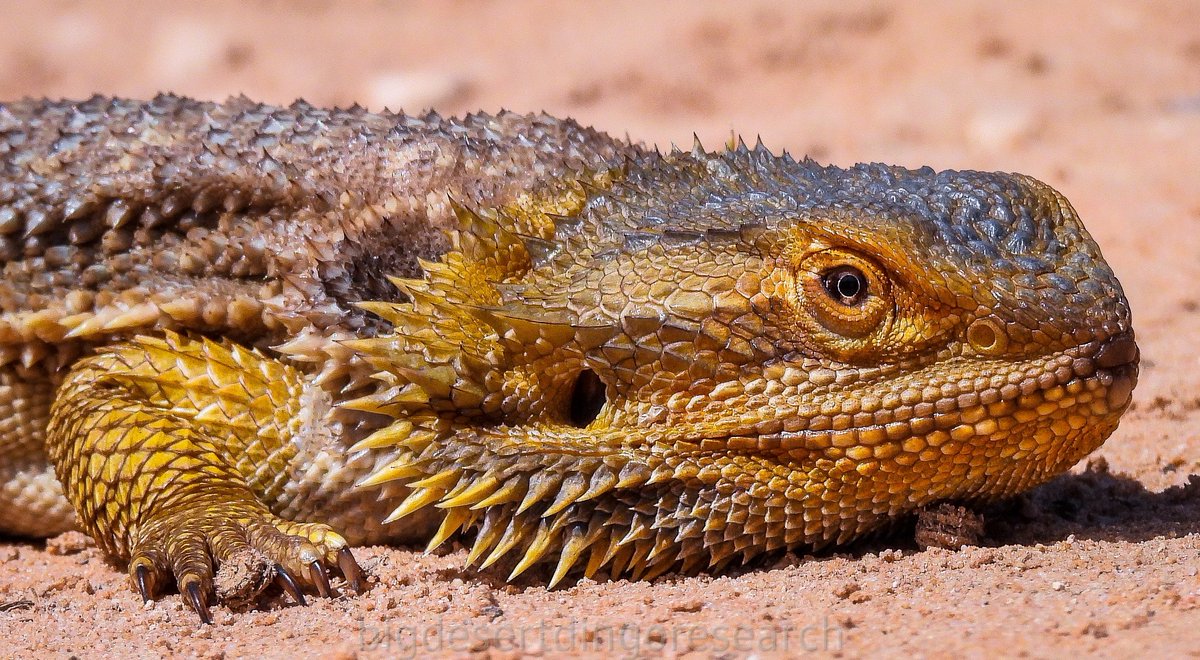 bigdesertdingo's tweet photo. We headed up to #MurraySunset National Park yesterday for a look around, and it didn't disappoint!
#pinklakes #beardeddragons #malleefowl #feralgoats #wildoz #murraysunsetnationalpark https://t.co/S4iOzaazKq