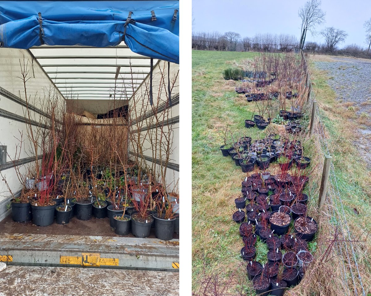 338 native trees and shrubs delivered just in time for Christmas &amp; #StormGerrit pitches up to help me along. A great idea from my favourite <a href="/INCCymru/">INCC</a> with plants delivered from the wonderful <a href="/CelticWildflow1/">Celtic Wildflowers</a>.  All I had to do was plant them. See the blog cefngarthenor.co.uk/post/338-reaso…